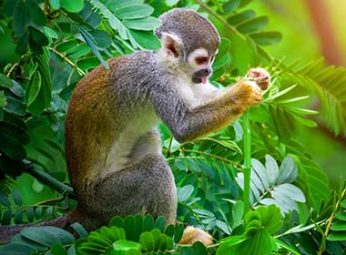 monkey in the trees in the green jungle in Manuel Antonio National Park, Costa Rica, Central America