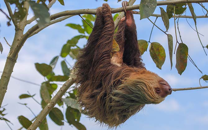 Sloth hanging in a tree for the slothing around in costa rica travel blog