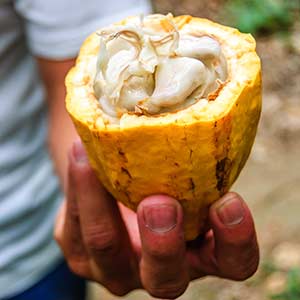 food to try in costa rica cacao fresco chocolate fruit