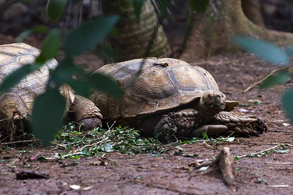 Turtles nesting on the beach in Tortuguero National Park costa rica