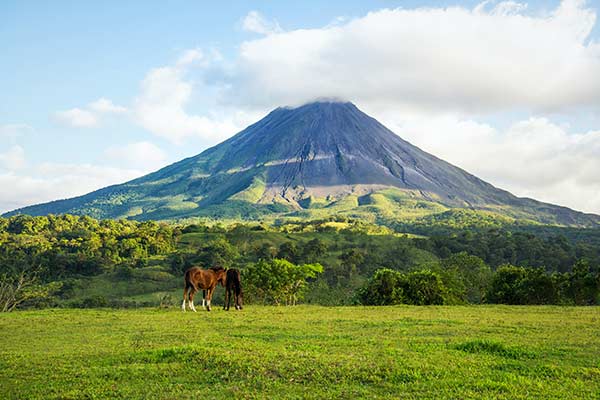 Horses grazing near Arenal Volcano in Arenal Volcano National Park Costa Rica