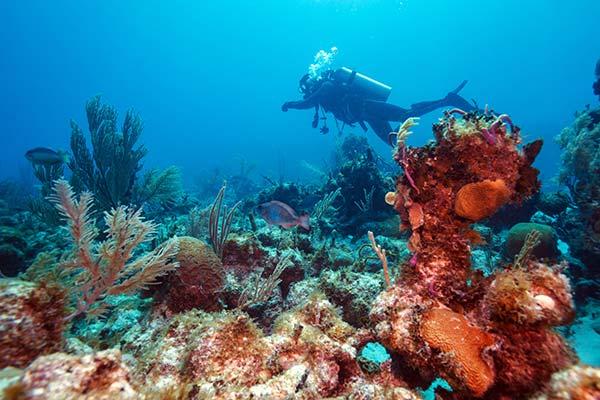 diver scuba diving in cuba surrounded by colourful coral