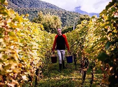 maan carrying grapes in a vineyard in kakheti making georgian wine