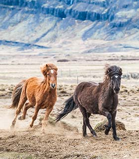 icelandic horses galloping in iceland with glacier at national park