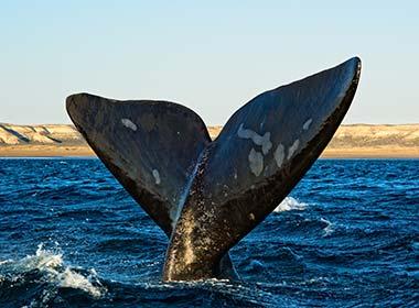 Whale watching with a whale tail dipping below the surface of the sea