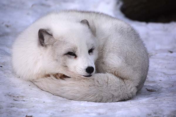 white arctic fox curled up in the snow on a holiday in iceland