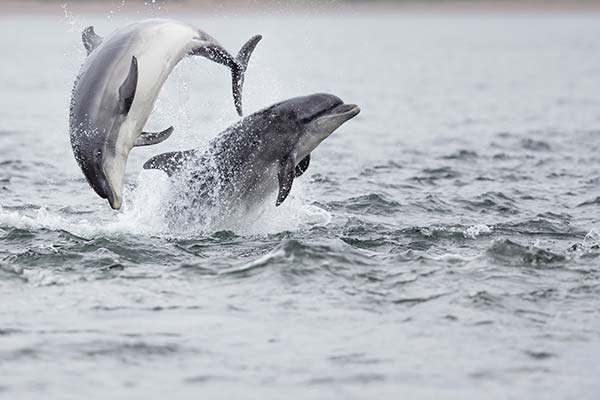 dolphins jumping out of the sea flipping on a trip to iceland