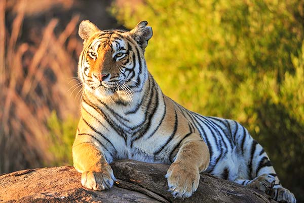 royal bengal tiger lying on a tree trunk in the jim corbett national park in india