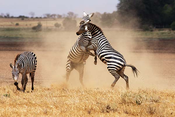 blog on the beauty of the Maasai Mara