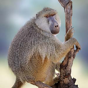 Baboon in Masai Mara