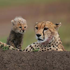 cheetahs in the masai mara