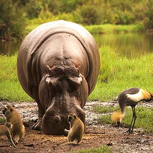 Hippo in Masai Mara