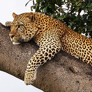 leopard in a tree in the masai mara nature reserve