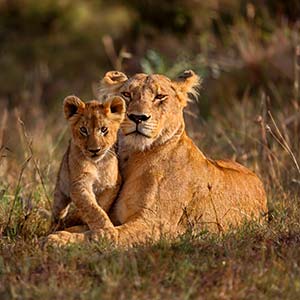 lions in masai mara