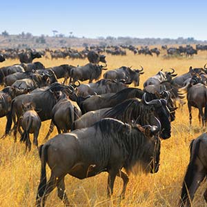 Wildebeest in Masai Mara