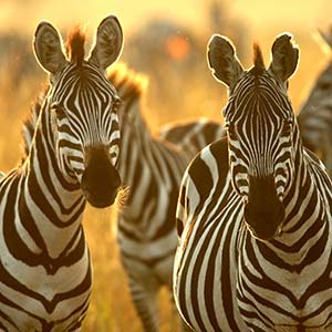 zebra in masai mara