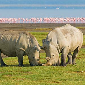 Rhino in Masai Mara