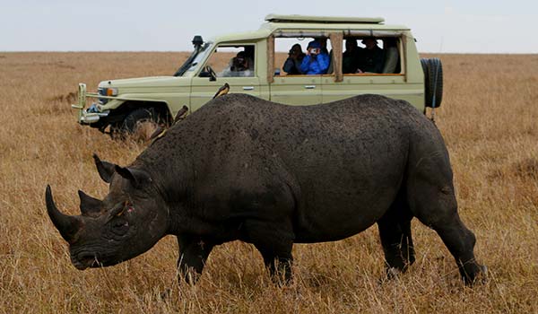 spotting the big 5 and rhinos on a safari in kenya