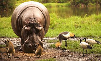 hippo drinking at a river with birds on a safari in kenya