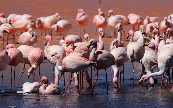 A group of flamingos