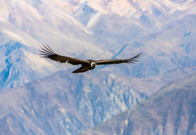 An Andean condor flying over the Colca Canyon