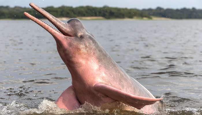 Amazon River Dolphin, explore peru, discover peru, see wildlife in peru, spot wild animals in peru