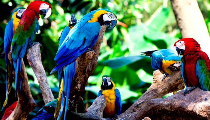 The amazon jungle holds lots of wildlife including macaw, wild birds, spot macaw on a group tour