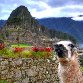 Group tour traveller takes a photo and a llama sneak in the pic