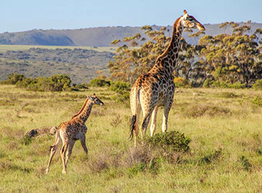 Baby giraffe and its mother spotted on safari in south africa