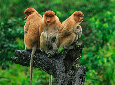 three proboscis monkeys sitting on tree in borneo