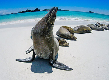 honeymoons to the galapagos islands