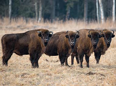 herd of bison standing on hay fields in bialowieza Forest in Poland