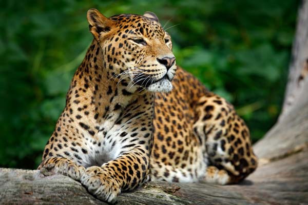 Travel tourist in sri lanka, yala national park spots a leopard