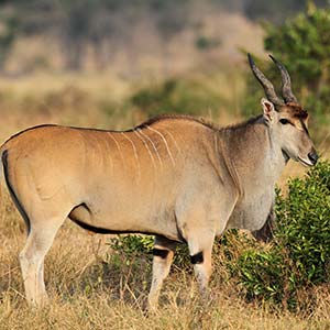 Eland in Serengeti