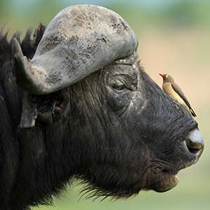 buffalo in serengeti national park