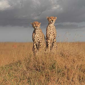 cheetahs in the serengeti