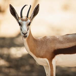 Gazelle in Serengeti