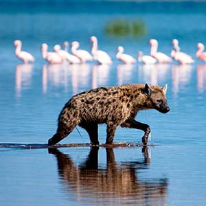 Hyena in Serengeti