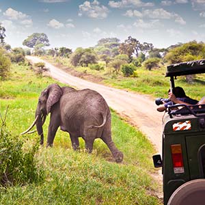 Elephant in the Serengeti Safari