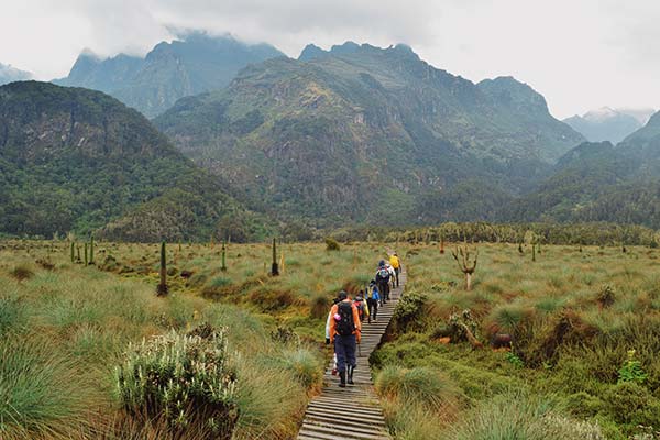 group tour hiking through hills and fields in rwenzori mountains national park in uganda