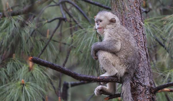 Travel photo by a tourist on holiday in Vietnam spots the Tonkin snub-nosed monkey or Dollman's snub-nosed monkey