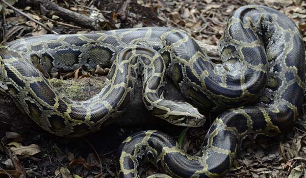 The Burmese python is one of the five largest species of snakes in the world and ccan be found in Cambodia and Vietnam