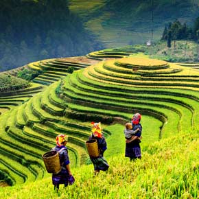 Solo tourist photograph of locals farming in the rice fields