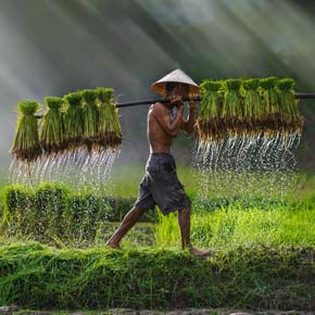 Vietnamese rice farmer transporting his produce