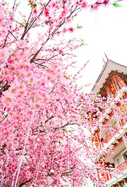 cherry blossom season in japan