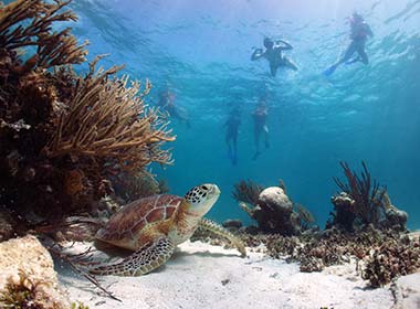 a group tour to mexico scuba diving seeing turtles in isla cozumel