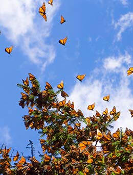 butterfly migration in michoacan mexico