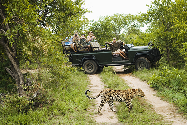 Tourists watch leopard in MalaMala Game Reserve