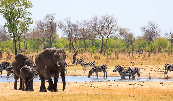 elephants and zebra at hwange national park in zimbabwe