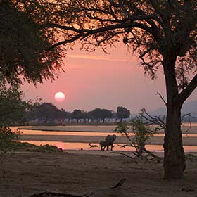 elephant in national park at sunset in zimbabwe